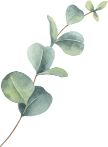 Eucalyptus branch watercolor